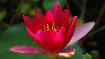 Lotusblüte 