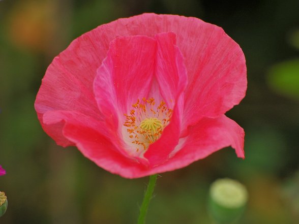 Rosafarbene Blüte als Symbol für Weiblichkeit
